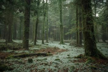 A captivating new woodland experience arrives near Omagh