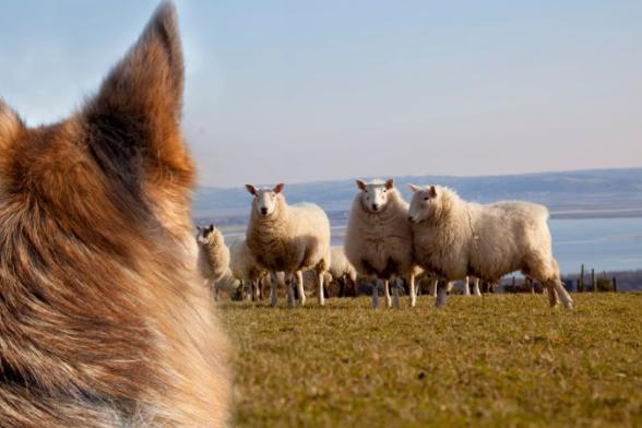 Council highlights consequences of livestock worrying