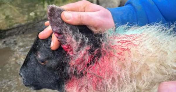 Ongoing terror for sheep farmers as dog attacks continue unchecked