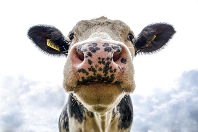 Tanks of cattle semen stolen near Clogher 