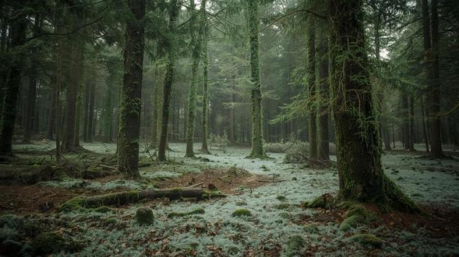 A captivating new woodland experience arrives near Omagh