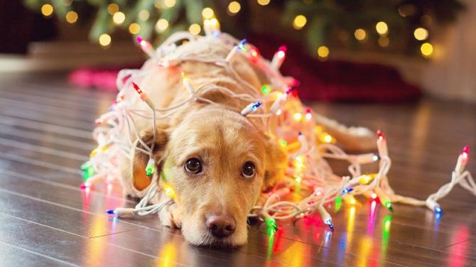 A dog is for life not just for Christmas!