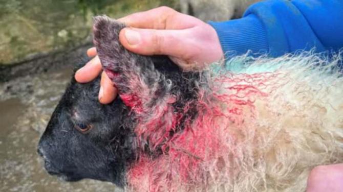 Ongoing terror for sheep farmers as dog attacks continue unchecked