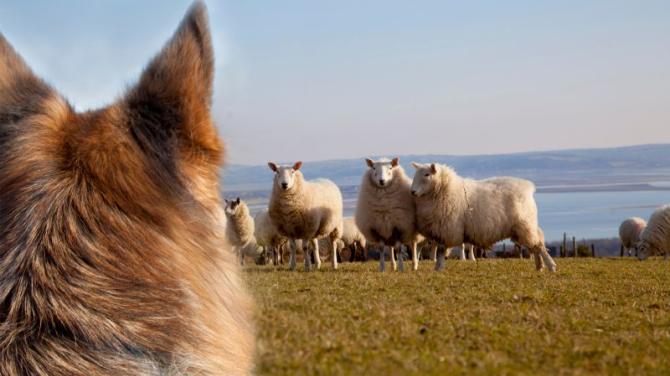 Council highlights consequences of livestock worrying