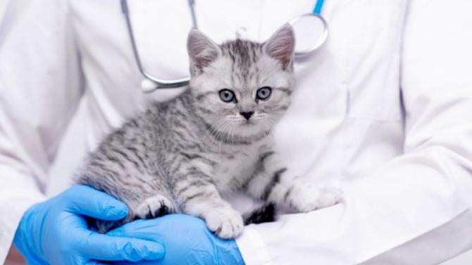 Omagh charity says 'don't kitten around' as 4,659 cats neutered in nine years